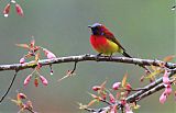 Mrs. Gould's Sunbird